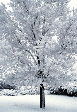 Tree covered with snow